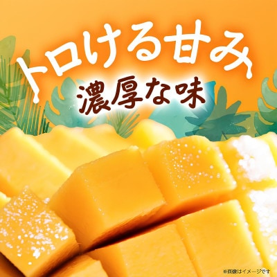 【2026年8月から順次発送・化粧箱】JAおきなわ厳選した幻のキーツマンゴー2kg(2～3玉)【配送不可地域：離島】