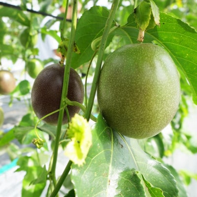 【2026年5月から順次発送・贈答用】JAおきなわが厳選したパッションフルーツ1kg(8～10玉)