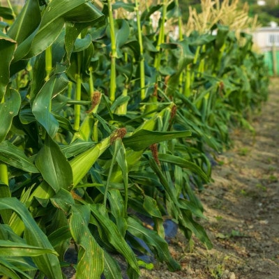 【2026年2月から順次発送】汐風パール 糖度20度超えの極甘とうもろこし 7kg(24～27本)【配送不可地域：離島】