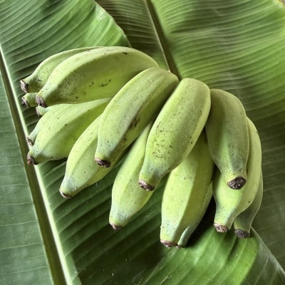 JAおきなわが厳選した季節の沖縄県産バナナ 2kg(旬の品種おまかせ)