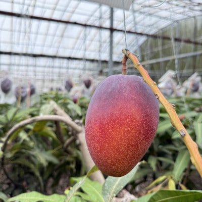 【2026年6月下旬から順次発送】マルトウマンゴーの家庭用アップルマンゴー2kg【配送不可地域：離島】