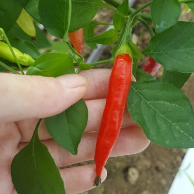 中城ヂゴレ一味2本セット(粗挽き・粉末)