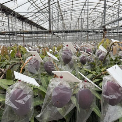 【2026年6月から順次発送・贈答用】美ら島マンゴー農園の完熟中城美らマンゴー秀品1kg(2～3玉)【配送不可地域：離島】