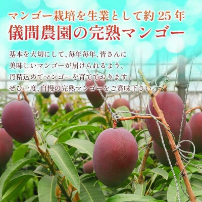 【2026年6月下旬から順次発送・贈答用】儀間農園の完熟アップルマンゴー 秀品2kg(大玉4玉)【配送不可地域：離島】