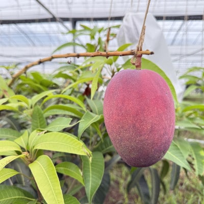 【2026年7月から順次発送・白箱】中城果樹園の完熟アップルマンゴー 訳あり1.5kg(3～5玉)【配送不可地域：離島】