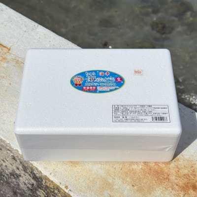 【沖縄から産地直送】県産海ぶどう品評会最優秀賞受賞!ちゅら海ぶどう1kg(500g×2箱)