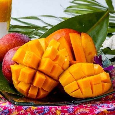 【2026年発送・家庭用】頑固おやじのこだわりマンゴー 食べ比べ1kg 糖度20度超えの金蜜マンゴー【配送不可地域：離島】