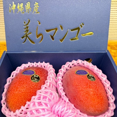 【2026年6月から順次発送・数量限定】糖度15度以上を選別した「美らマンゴー」約900g(2玉)【配送不可地域：離島】