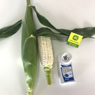 【2026年2月から順次発送】汐風パール 糖度20度超えの極甘とうもろこし3.5kg(12～14本)【配送不可地域：離島】