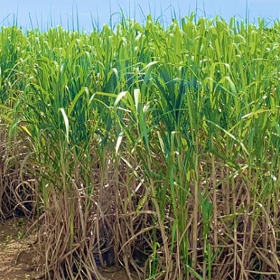 沖縄のさとうきび由来「シュガーケイソ」5本セット(30ml×5)