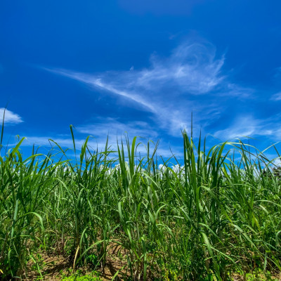 沖縄のさとうきび由来「シュガーケイソ」(30ml×1本)