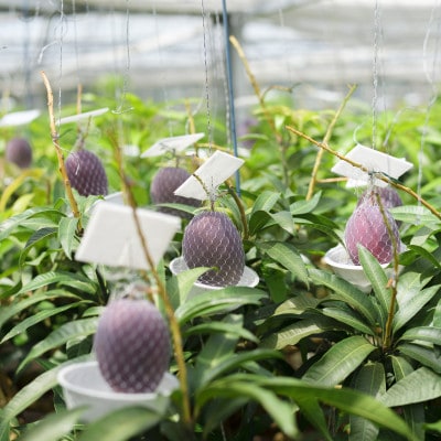 【2026年6月下旬から順次発送・家庭用】護佐丸マンゴー1.5kg(3～5玉)【配送不可地域：離島】