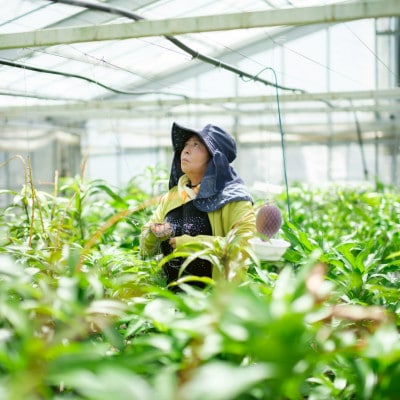 【2026年6月下旬から順次発送・訳あり】護佐丸マンゴー1.2kg(3～6玉)【配送不可地域：離島】