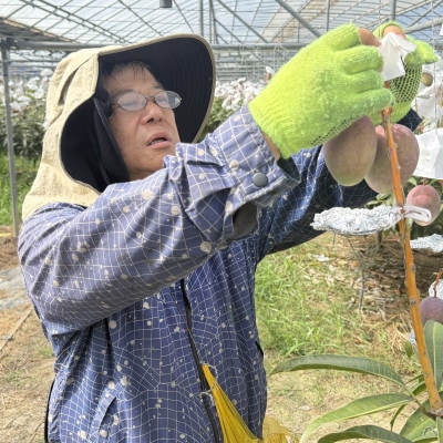 【2026年7月から順次発送・白箱】中城果樹園の完熟アップルマンゴー 訳あり1.5kg(3～5玉)【配送不可地域：離島】