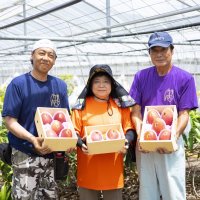 【2026年発送・家庭用】頑固おやじのこだわりマンゴー 食べ比べ1kg 糖度20度超えの金蜜マンゴー【配送不可地域：離島】