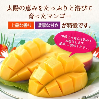 【2026年6月から順次発送・訳あり】アップルマンゴー1.5kg(3～6玉)【配送不可地域：離島】