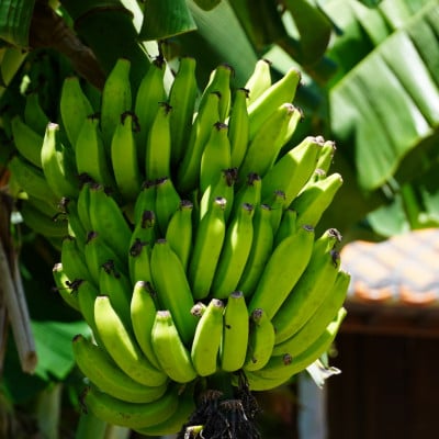 JAおきなわが厳選した季節の沖縄県産バナナ 2kg(旬の品種おまかせ)