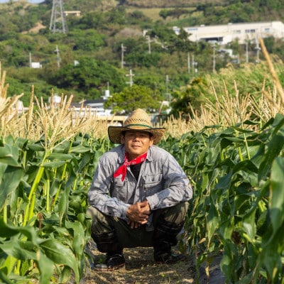 【2026年2月から順次発送】汐風パール 糖度20度超えの極甘とうもろこし3.5kg(12～14本)【配送不可地域：離島】