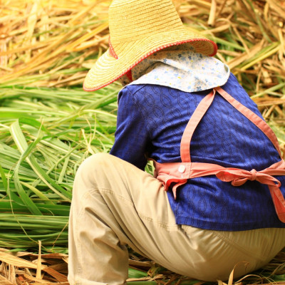 沖縄のさとうきび由来「シュガーケイソ」(30ml×1本)