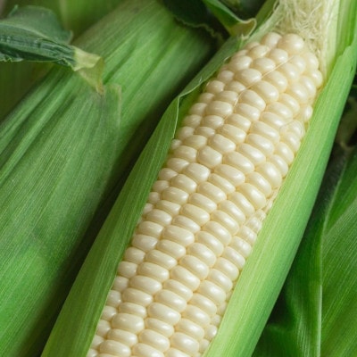 【2026年2月から順次発送】汐風パール 糖度20度超えの極甘とうもろこし 1.5kg(5～6本)【配送不可地域：離島】