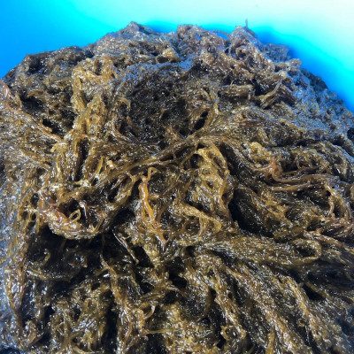 【数量限定・産地直送】素潜り漁師が手摘み採取!幻の天然もずく 塩蔵1.5kg(500g×3袋)【配送不可地域：離島】