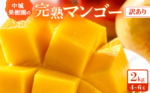 【2026年7月から順次発送・白箱】中城果樹園の完熟アップルマンゴー 訳あり2.0kg(4～6玉)【配送不可地域：離島】