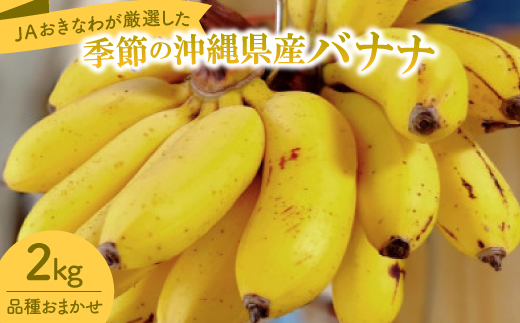JAおきなわが厳選した季節の沖縄県産バナナ 2kg(旬の品種おまかせ)