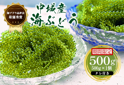 [2024年4月以降出荷]海ぶどう(500g×1個セット)タレ付き 期間限定 新鮮 厳選 贈答品 朝採れ 直送 ご当地グルメ 沖縄県産 中城村産 特産品 海の幸 ヘルシー 低カロリー 美容 人気 海鮮丼 サラダ ミネラル 鉄分