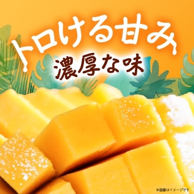 【2026年8月から順次発送・訳あり】JAおきなわ厳選!沖縄県産キーツマンゴー2kg(2～3玉)【配送不可地域：離島】