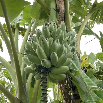 吊るして追熟!飾れる沖縄アップルバナナ2kg