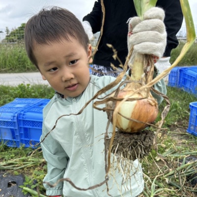 有機JAS認証農園で楽しむ!小橋川ファーム野菜の収穫体験1名様