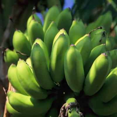 JAおきなわが厳選!季節の沖縄県産バナナ約2kg(旬の品種おまかせ)