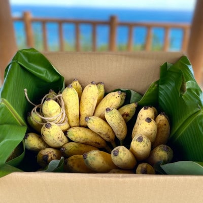 西原町の栽培期間中農薬不使用のナムワバナナ10kg