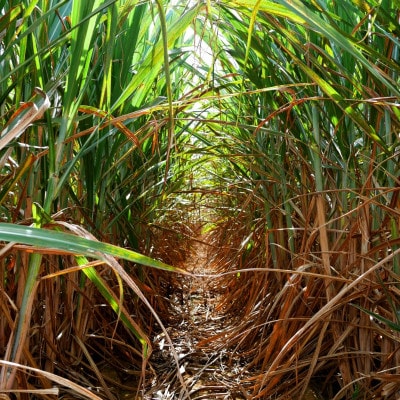 万能タレ「サトウキビから取っタレ!!」300ml×3袋