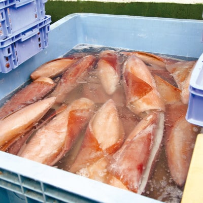 セーイカ お刺身用 約2kg(200g×10柵)【配送不可地域：離島】