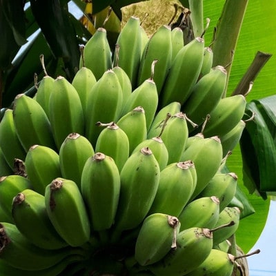 西原町の栽培期間中農薬不使用のナムワバナナ5kg