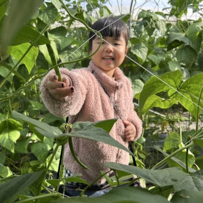 有機JAS認証農園で楽しむ!小橋川ファーム野菜の収穫体験2名様