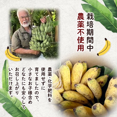 西原町の栽培期間中農薬不使用のナムワバナナ10kg