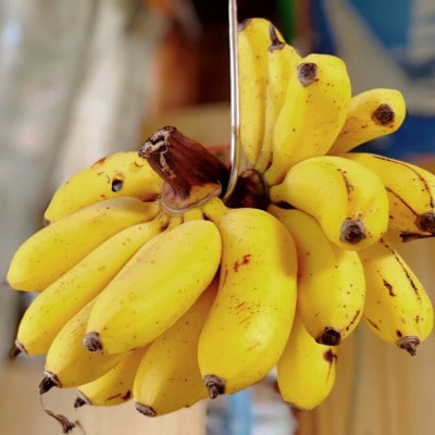 JAおきなわが厳選!季節の沖縄県産バナナ約2kg(旬の品種おまかせ)