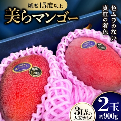 【2026年6月から順次発送・数量限定】糖度15度以上を選別した「美らマンゴー」2玉(約900g)【配送不可地域：離島】