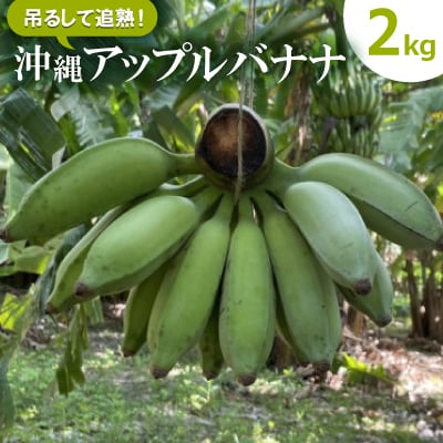 吊るして追熟!飾れる沖縄アップルバナナ2kg