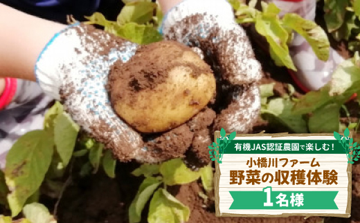 有機JAS認証農園で楽しむ!小橋川ファーム野菜の収穫体験1名様