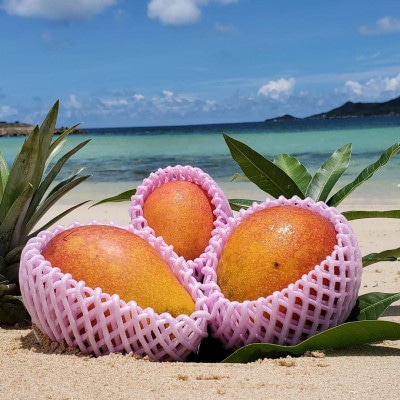 【2026年6月から順次発送】田場農園の栽培期間中農薬不使用マンゴー1kg(2～3玉)【配送不可地域：離島】