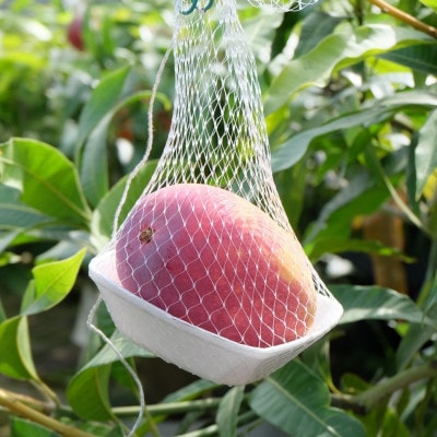 与那原町産の完熟マンゴー1kg(2～3玉)【配送不可地域：離島】