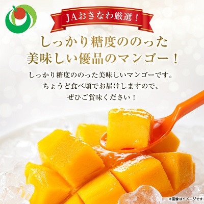 【2026年6月下旬から順次発送・訳あり】完熟アップルマンゴー約1.5kg(3玉～6玉)【配送不可地域：離島】