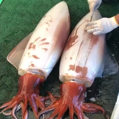 セーイカ1kg イカとんび250g お刺身用 約1.25kg【配送不可地域：離島】