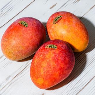 【2026年6月中旬から順次発送・優品】完熟アップルマンゴー約1.5kg(6玉)【配送不可地域：離島】