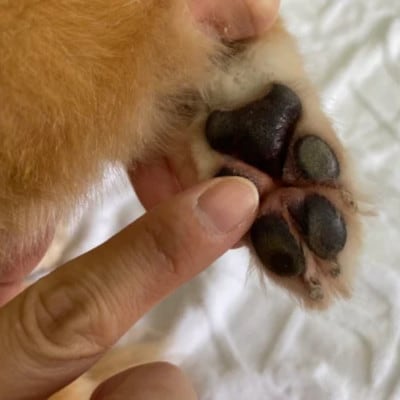 女性獣医師が犬と飼い主のために作ったナチュラルマルチバーム for Dog 3個(1個15ml)