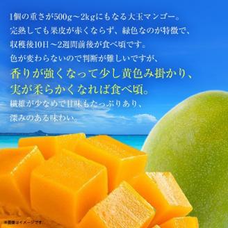 【2026年8月から順次発送・贈答用】JAおきなわ厳選!幻のキーツマンゴー約1kg(1～2玉)【配送不可地域：離島】