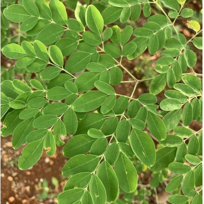 【生麺】もちもち触感のモリンガ麺10食セット【配送不可地域：離島】